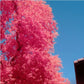 Full Spectrum Photography