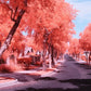 Full Spectrum Photography